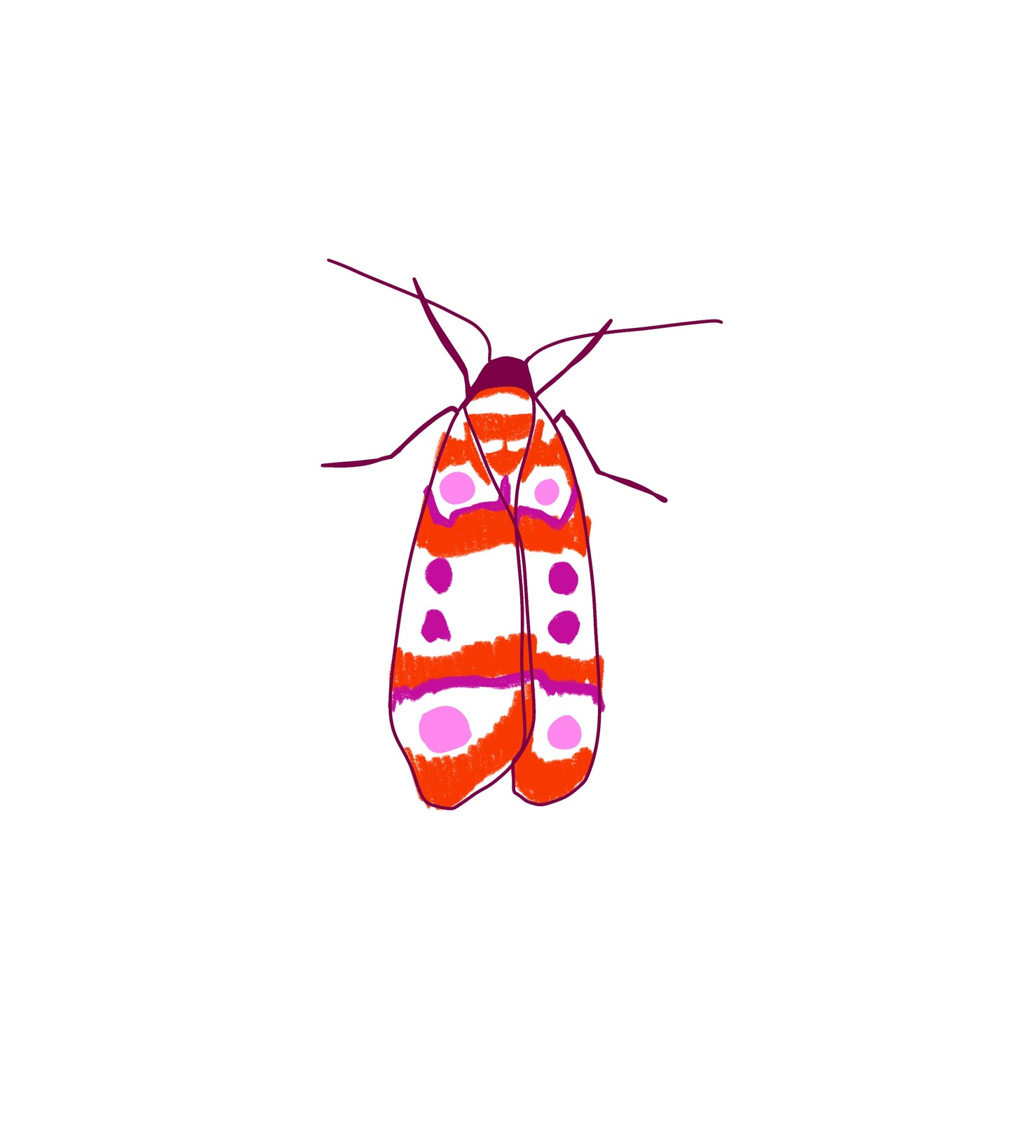 Bébitte papillon de nuit