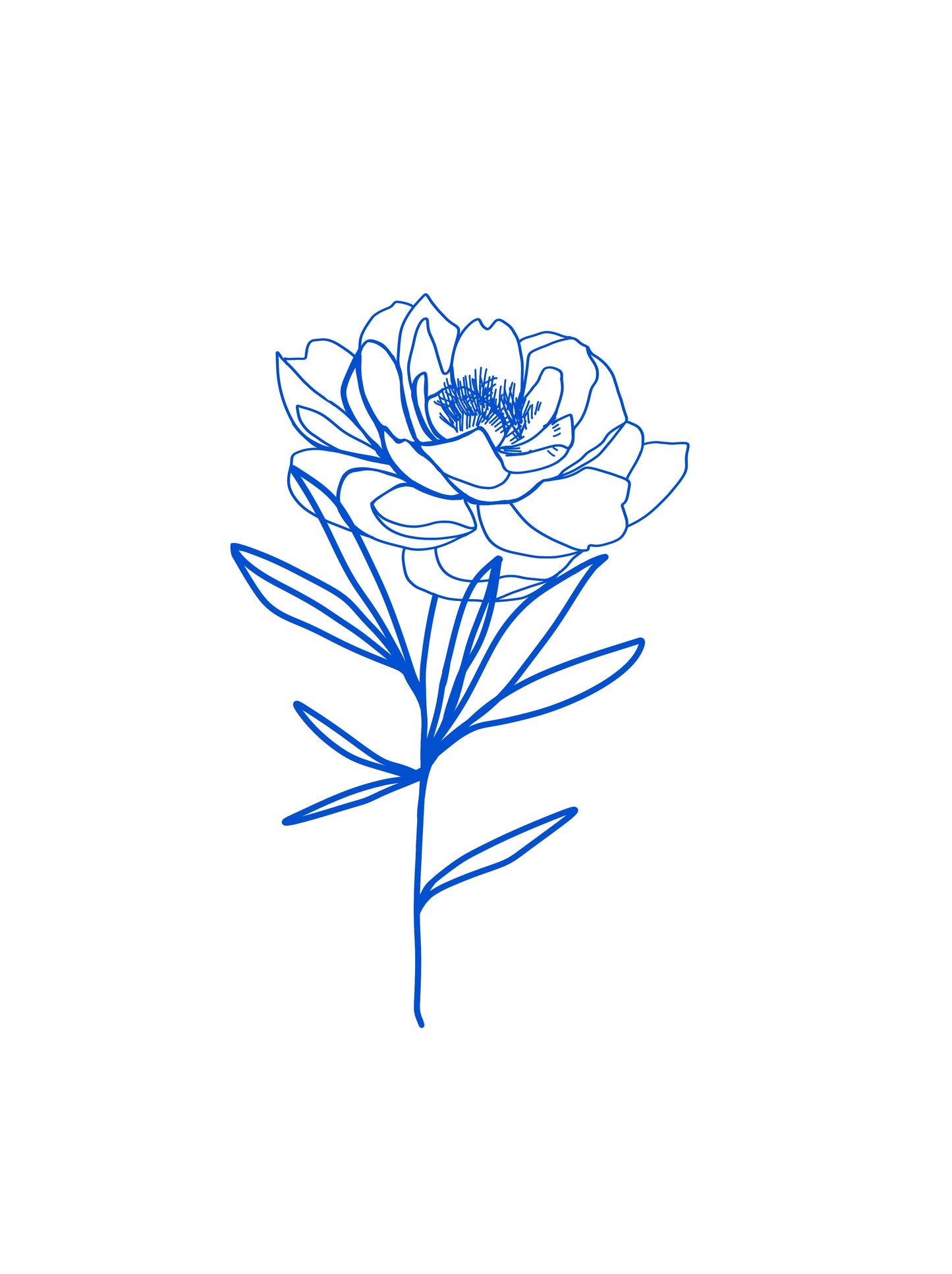 Pivoine bleue