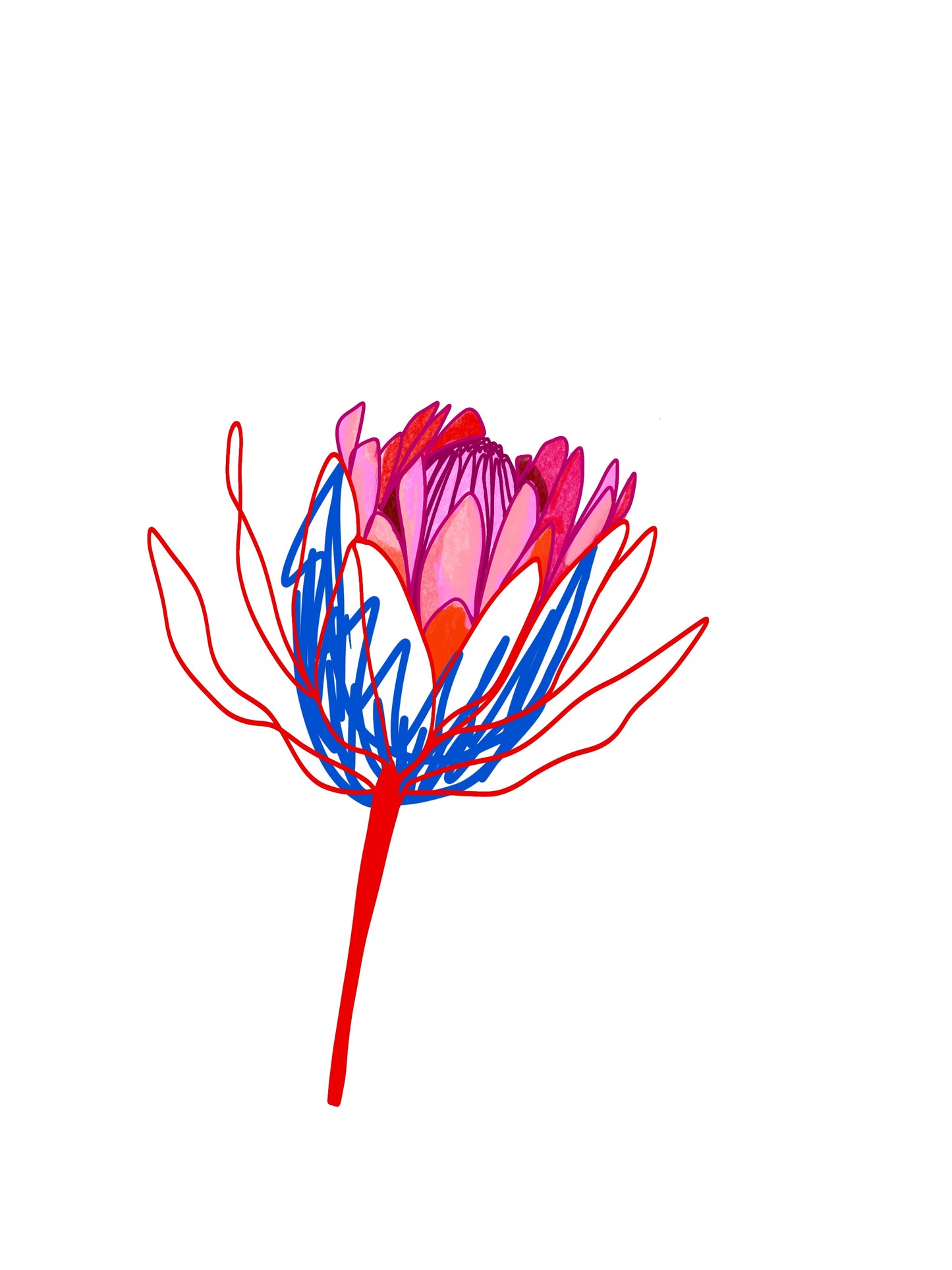Protea